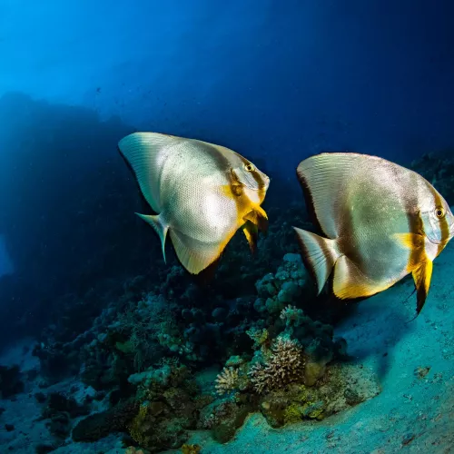 Croisière à  la découverte des îles du sud : Deadalus, Rocky, Zabargad, Elphinstone Visuel